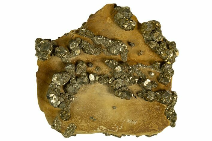 Golden Pyrite on Limonite Clay - Pakistan #337942